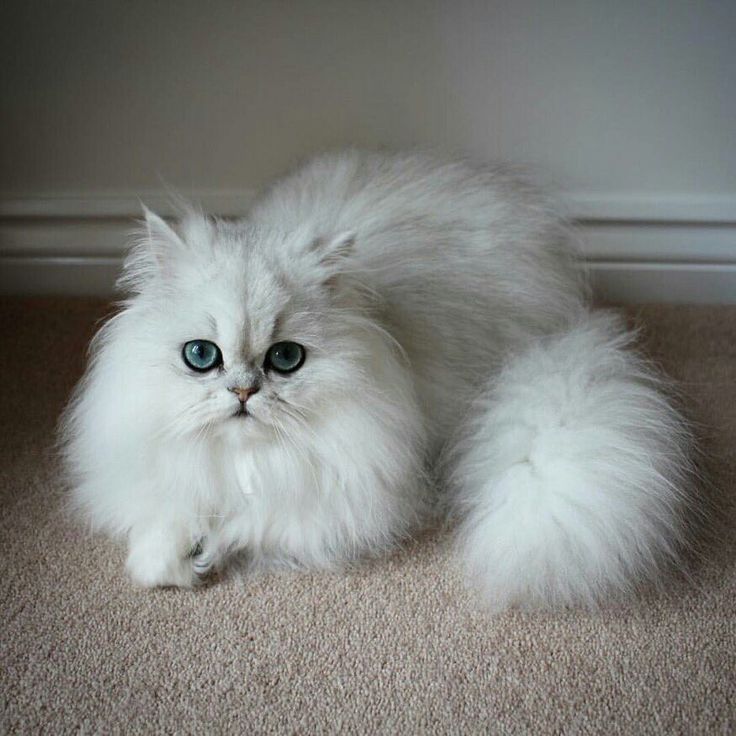 Fluffy Persian